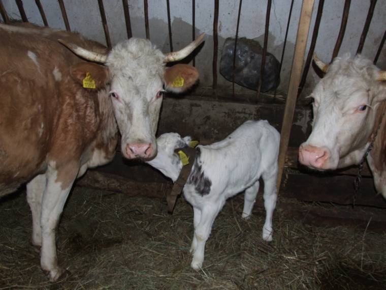 Október végéig igényelhető a szarvasmarhák utáni támogatás