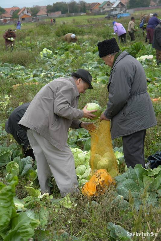 •  Fotó: Jancsó László