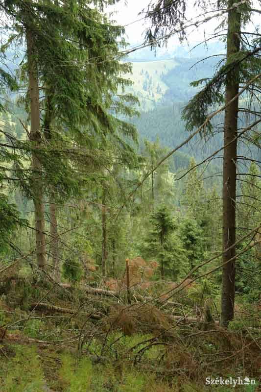 •  Fotó: Kristó Róbert