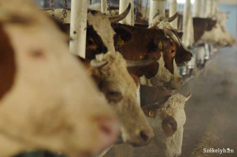 •  Fotó: Kristó Róbert