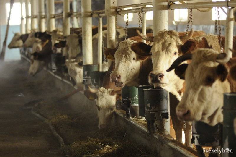 •  Fotó: Kristó Róbert