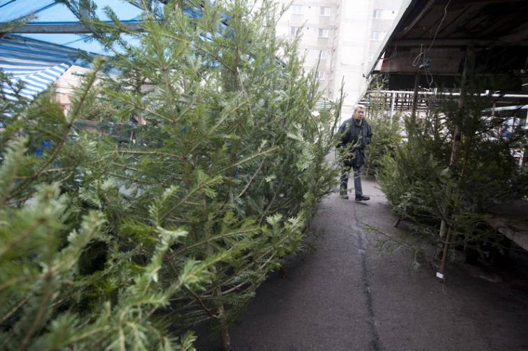 Nem lett olcsóbb a karácsonyfa a piacon
