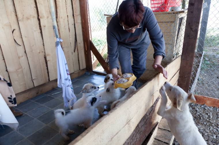 Ivartalanítják a kóbor kutyákat