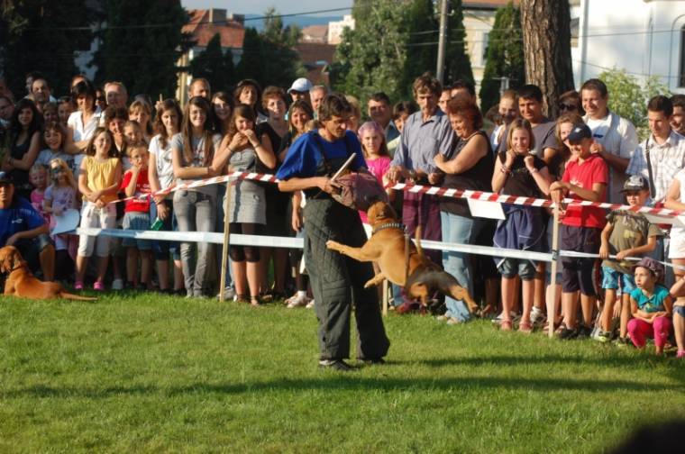 Kutyabemutató Csíkszeredában