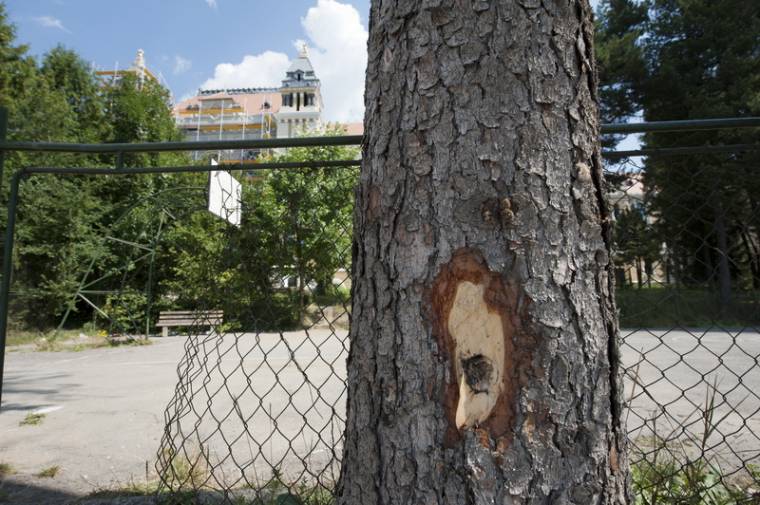 Hetvenhét fát vágnak ki a gimnázium udvarán