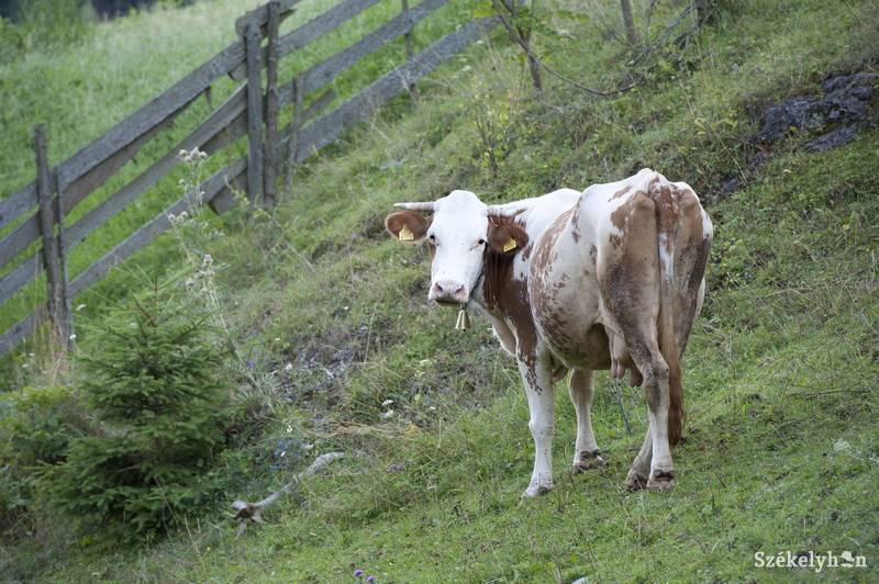 • Fotó: Kristó Róbert