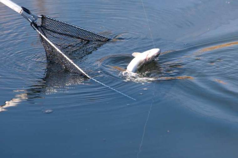 Összefogtak a hargitai pisztrángtenyésztők
