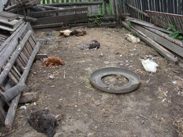 Szentsimoni udvarban tett látogatást egy róka