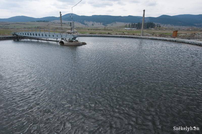 • Fotó: Kristó Róbert