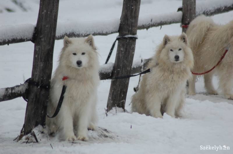 •  Fotó: Iochom Zsolt