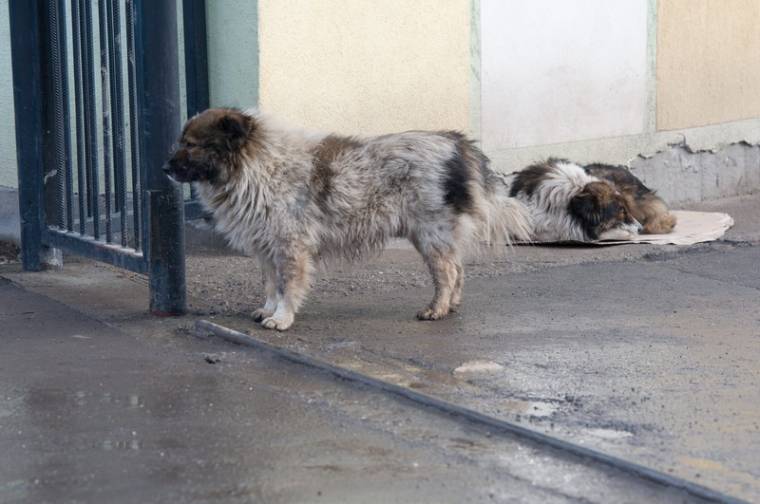 A kóbor állatok elaltatása ellen tiltakoznak