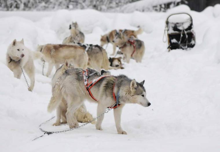 Elmarad a szezon első kutyafogathajtó versenye