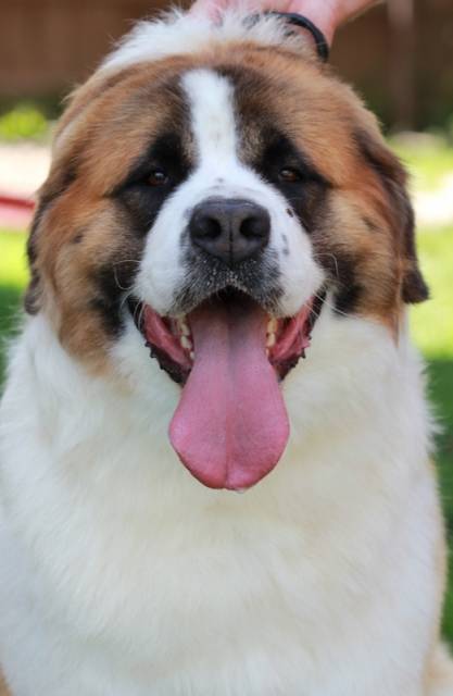 Európa-győztes csíkszeredai eb