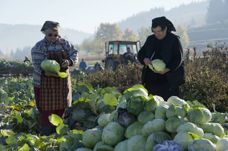 Örömünnep a káposztavágás