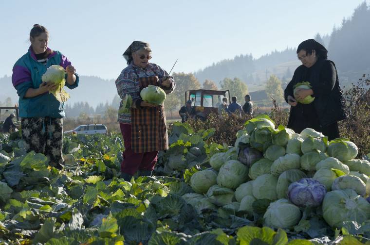 Káposztavágás és vásár Szépvízen