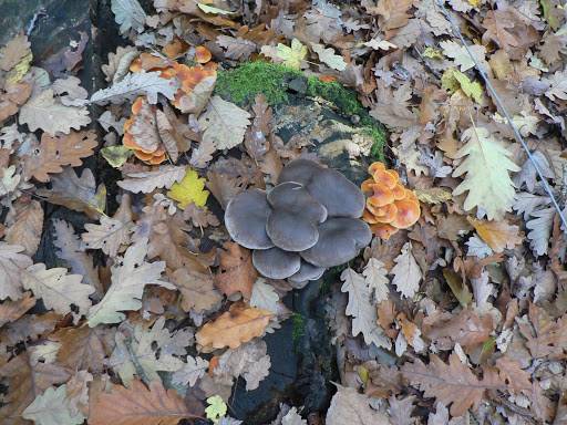 Hat személy került kórházba gombamérgezés miatt