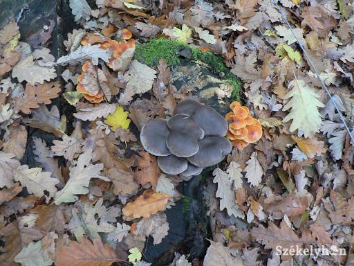 &bullet;  Fotó: illusztráció