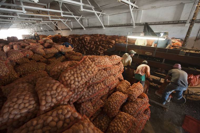 Tíz év alatt felére csökkent a burgonyával beültetett területek mérete Hargita megyében
