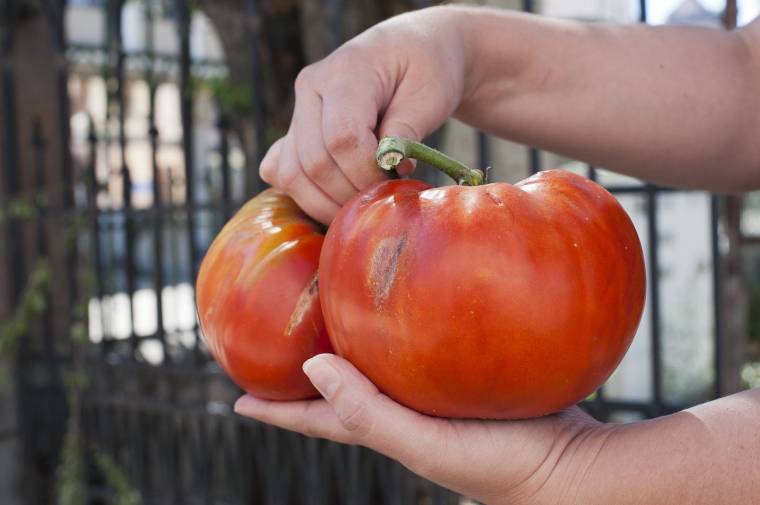 Óriásparadicsomok a szomszédból