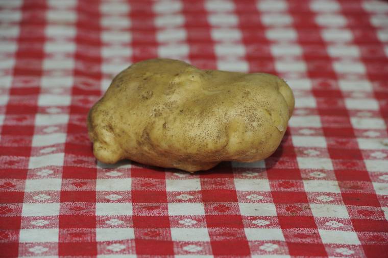 Kivételes termés és óriásburgonya Csíkszenttamáson