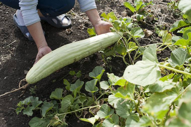 Óriásuborkák Karcfalván