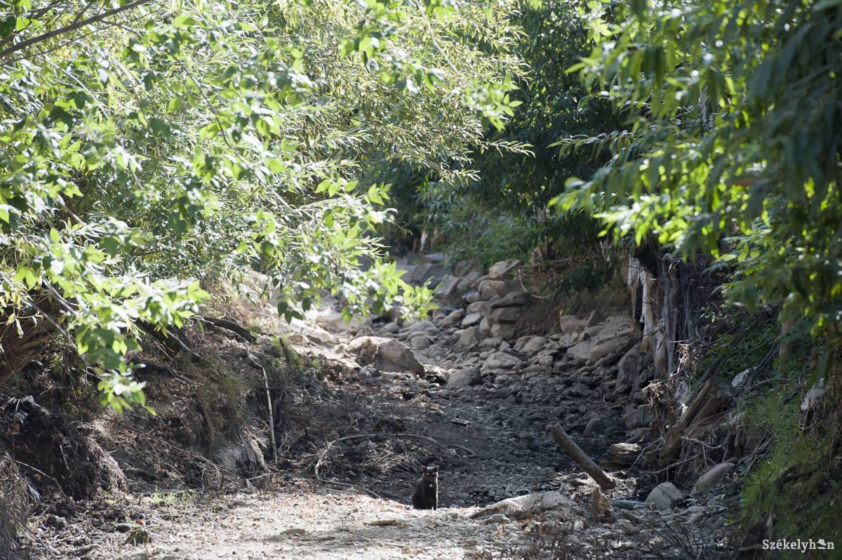 Kiszáradó vízfolyások és csermelyek Háromszéken •  Fotó: Kristó Róbert