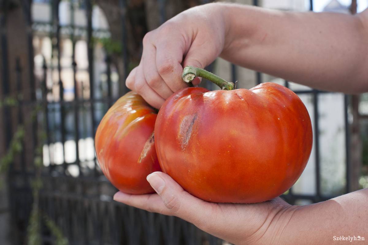 &bullet;  Fotó: Kristó Róbert