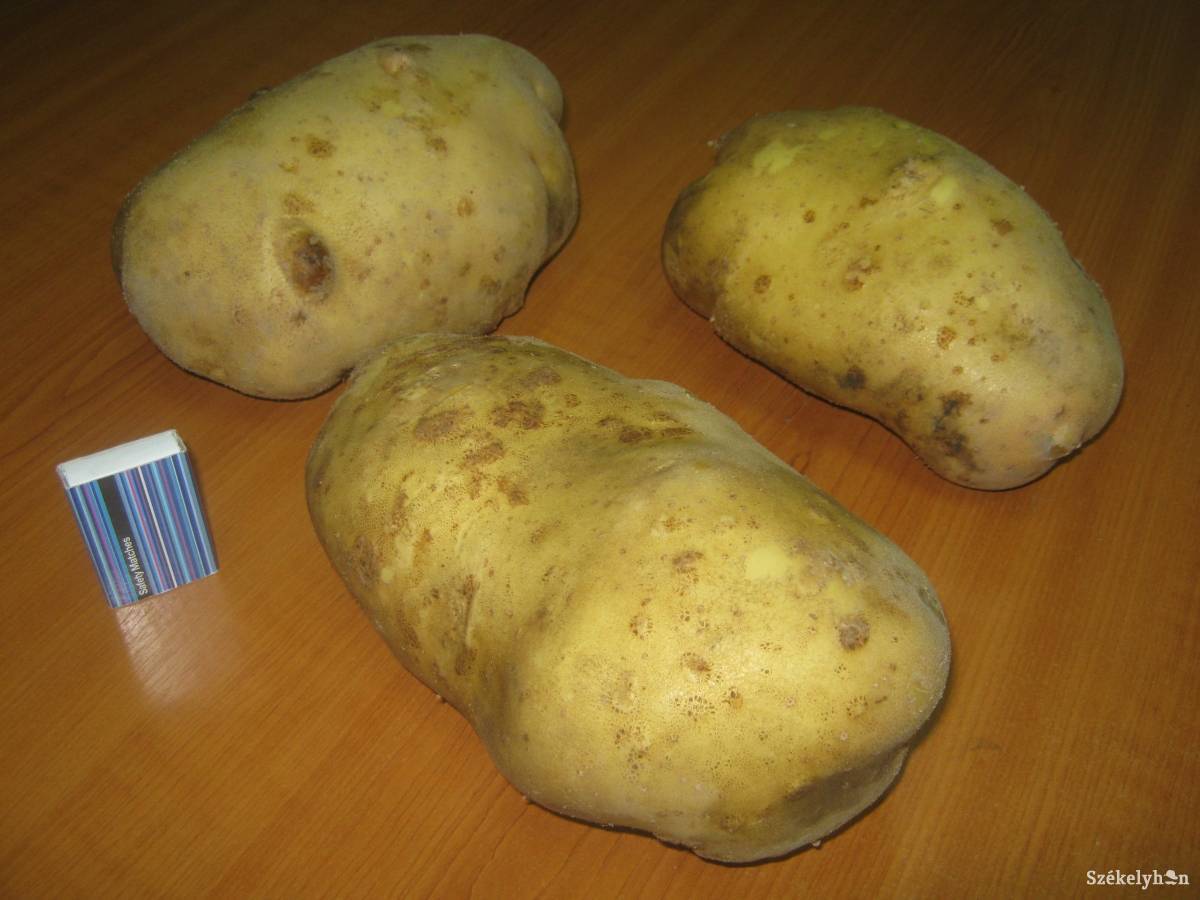 &bullet;  Fotó: Pinti Attila