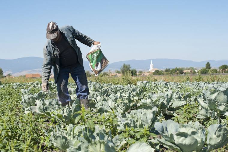 A szépvízi káposztát is sújtja a szárazság