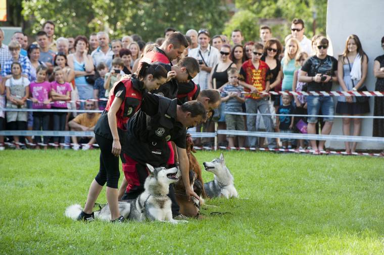 Középpontban a kutyák