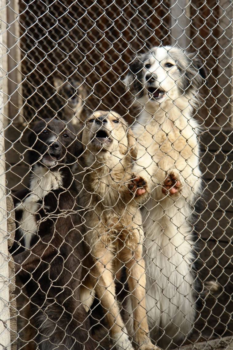 Ivartalanítják a kóbor állatokat