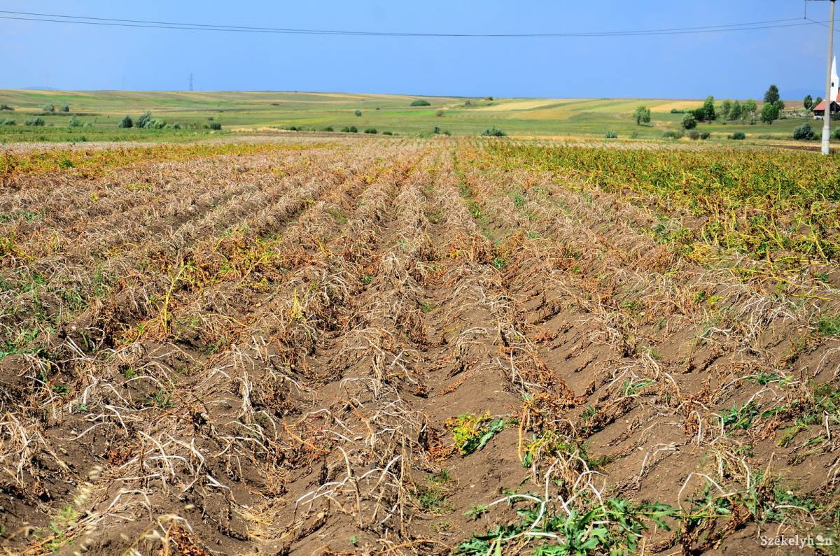 &bullet;  Fotó: Czont Léda