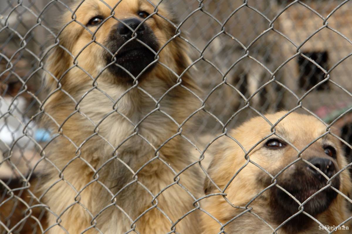 &bullet;  Fotó: Kristó Róbert