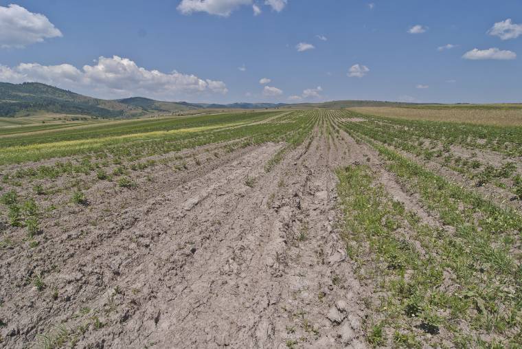Kiszáradt a krumpli