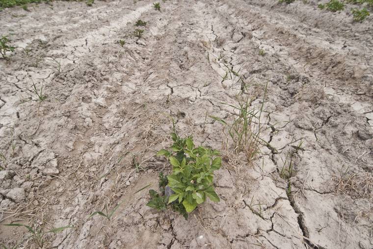 Katasztrófaközeli helyzetben a burgonyatermés