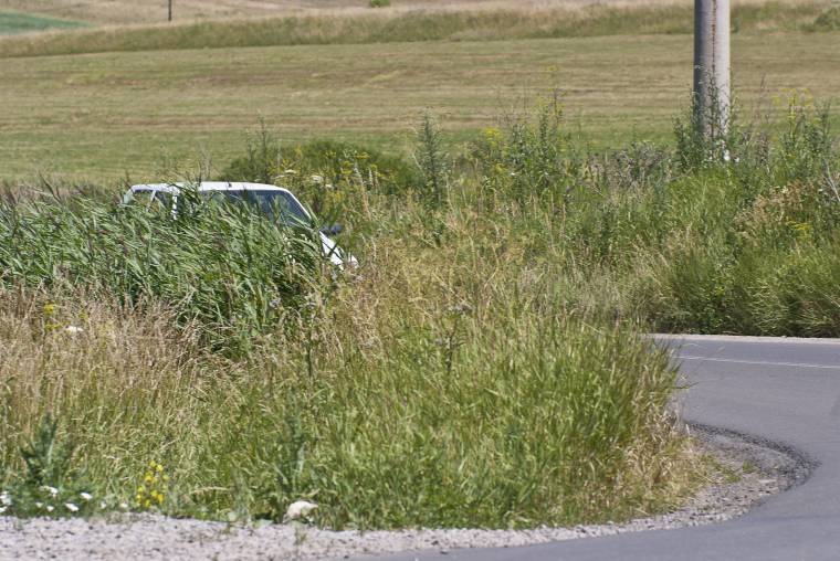 Rendezetlen, kaszálatlan útmente