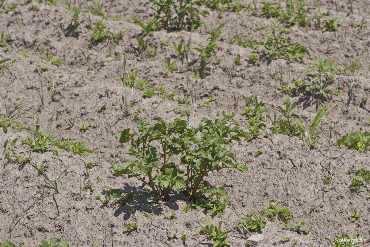 &bullet;  Fotó: Veres Nándor