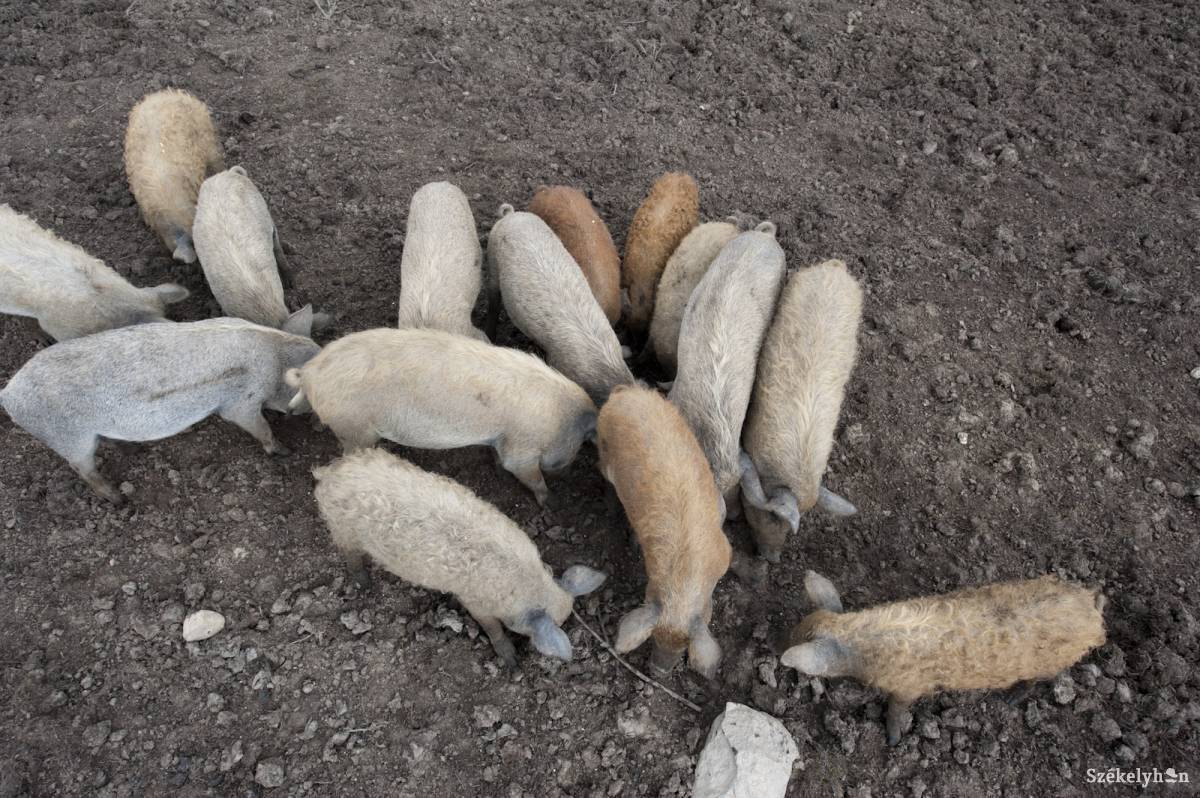 A hagyományos sertésfajták tenyésztését népszerűsíti a De-minimis program •  Fotó: Kristó Róbert