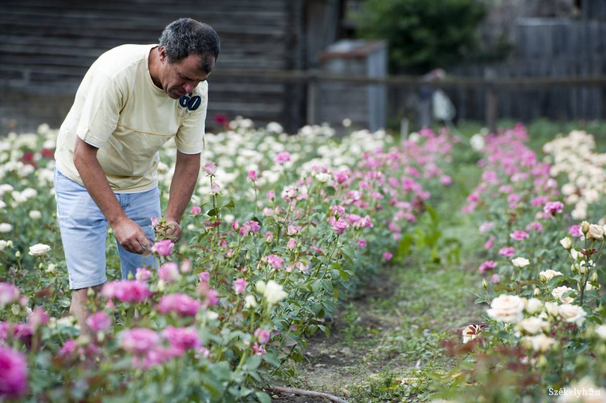 &bullet;  Fotó: Kristó Róbert