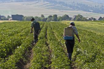 Megvonják az állami támogatást azoktól a gazdáktól, akik a megengedettnél több mérgező anyaggal permetezik a zöldségeket