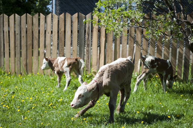 Hármas ikerborjak születtek