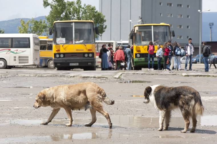 Van veszettség elleni védőoltás
