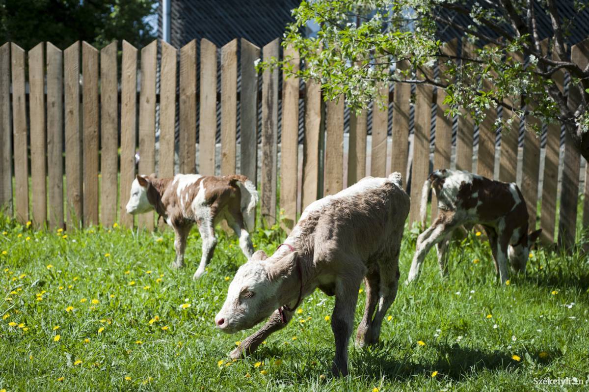 • Fotó: Kristó Róbert