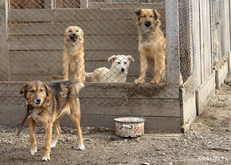 &bullet;  Fotó: Kristó Róbert