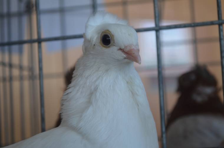 Kisállatok seregszemléje Csíkszeredában