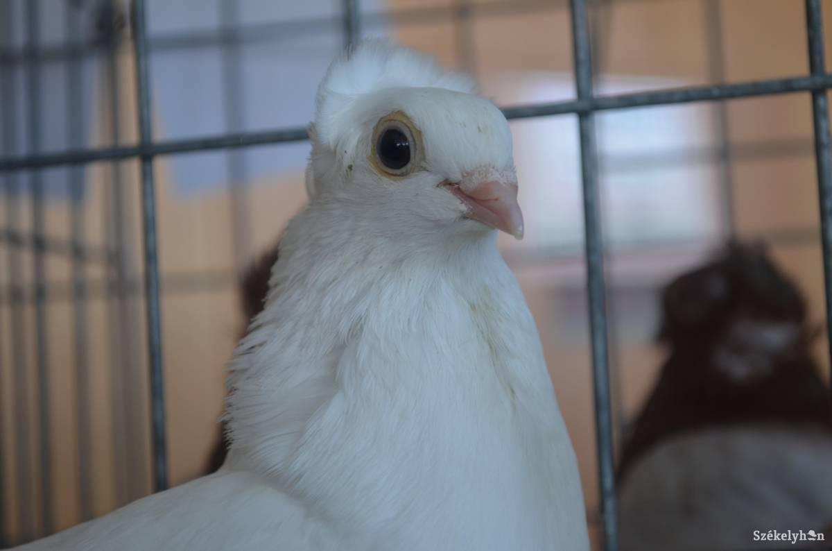 • Fotó: Iochom Zsolt