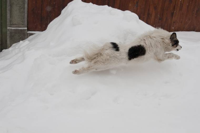 Vidéken is csatangolnak a kóbor kutyák