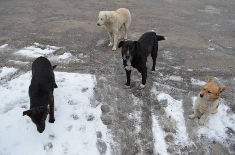 Kóbor kutyák – balkáni állapot Csíkszeredában?