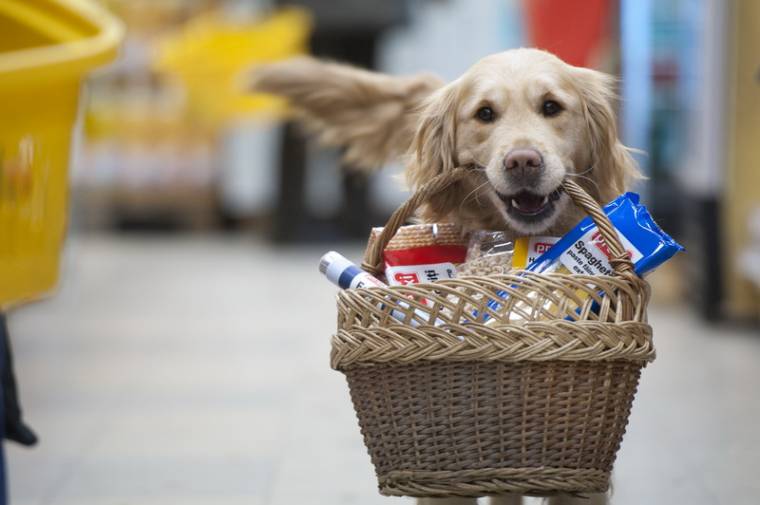 Selly, az igaz barát