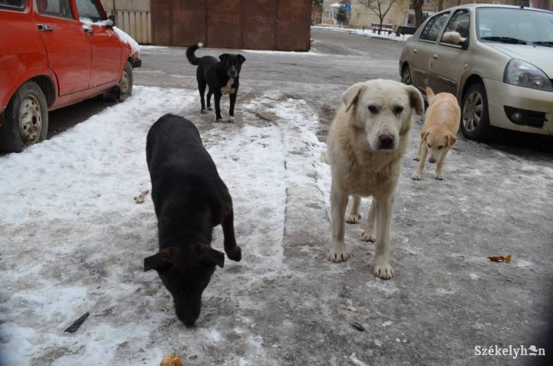 &bullet;  Fotó: Iochom Zsolt